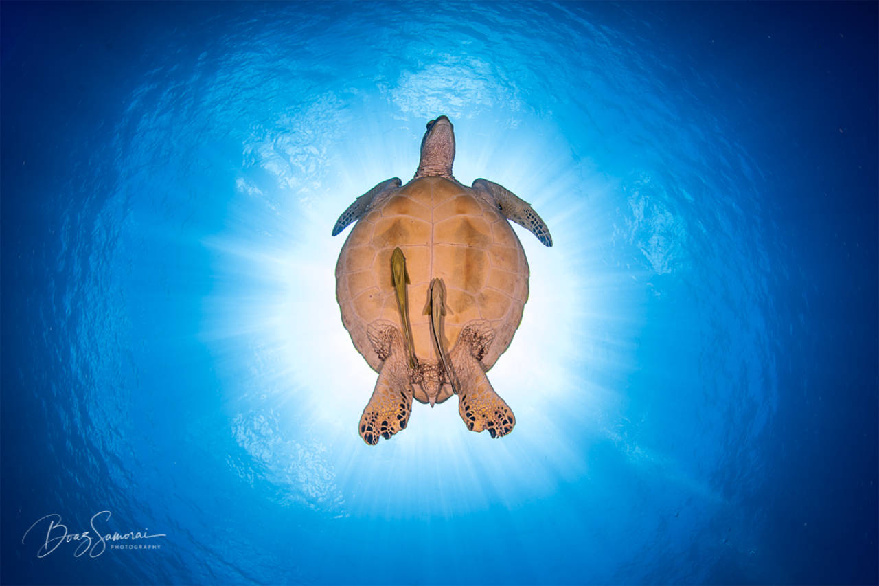 underwater photo of a sea turtle taken from underneath the turtle against the sun in the background at Blue Corner in Palau