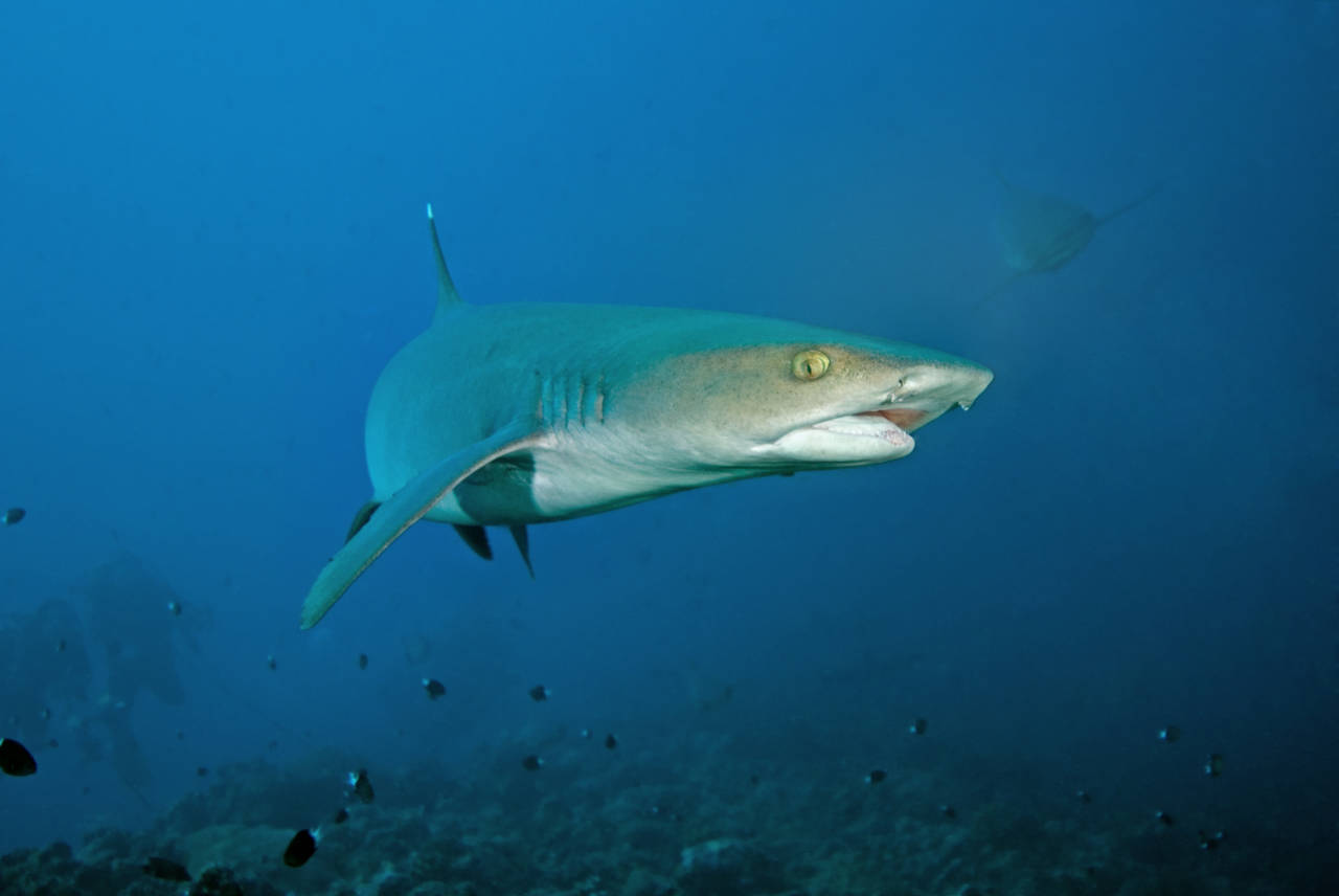 Underwater photo of a Reef shark approaching the camera frontal, bending to the right, head and half the body visible 