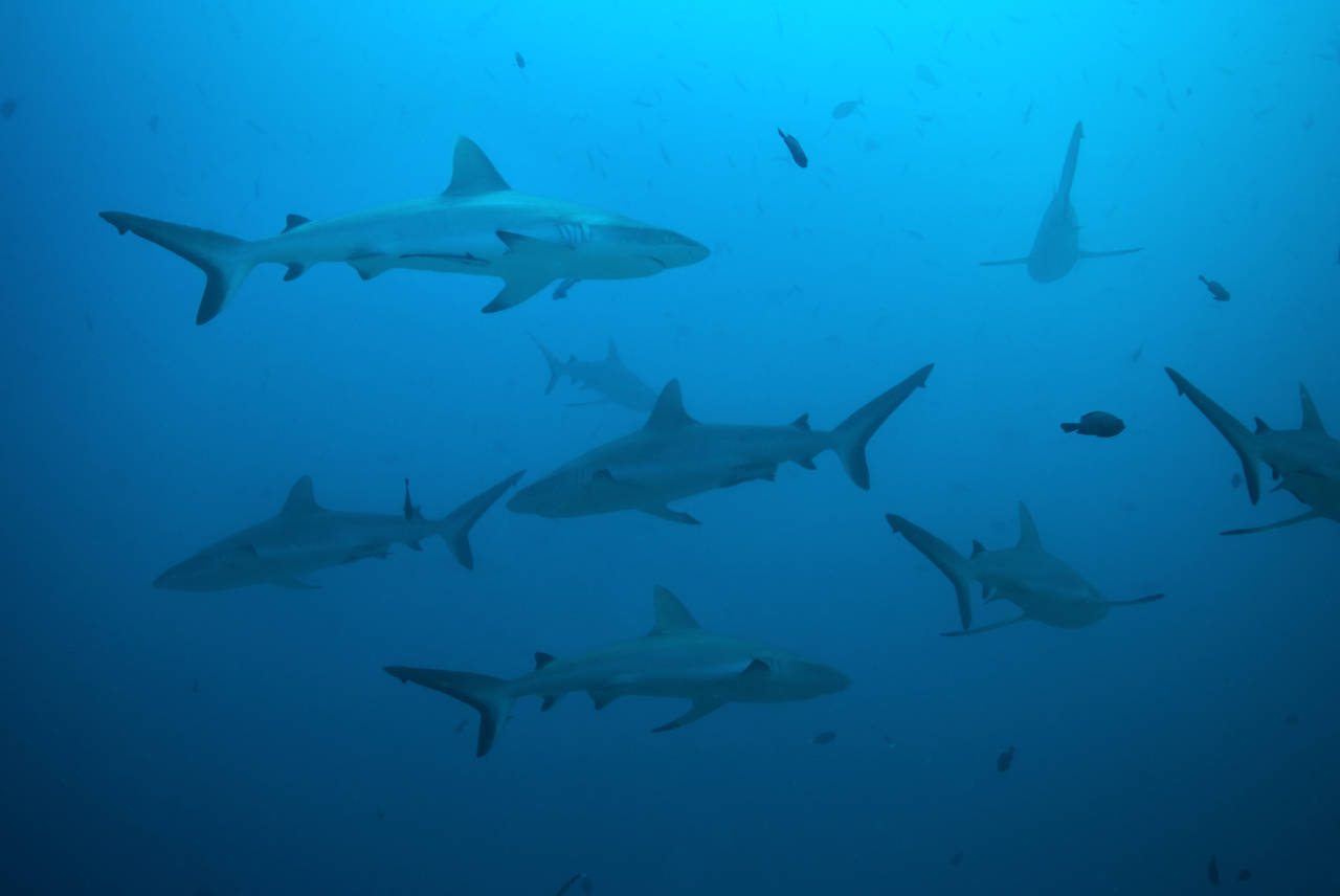 underwater photo of a group of sharks in blue water showing the Marine Life at Blue Corner