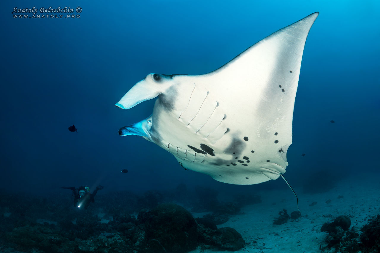 Manta ray