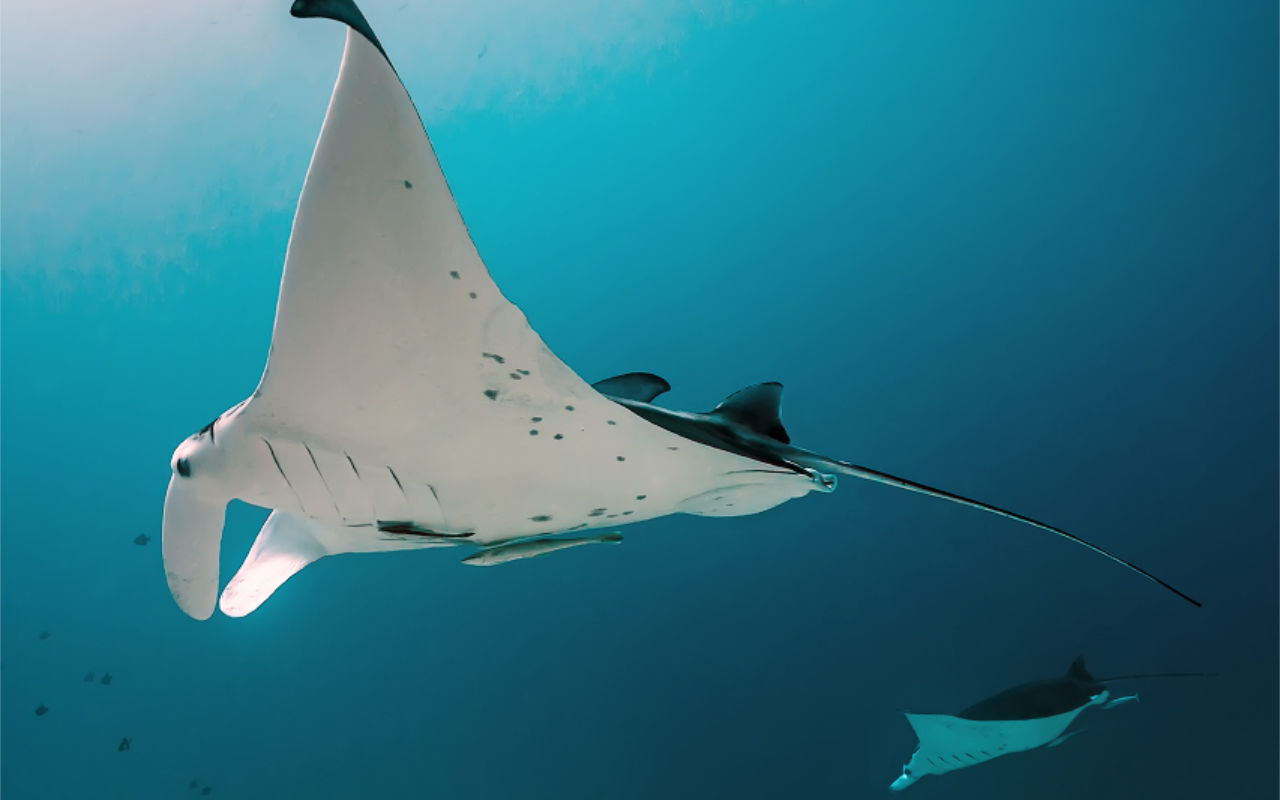 underwater photo of two manta rays at German Channel in Palau