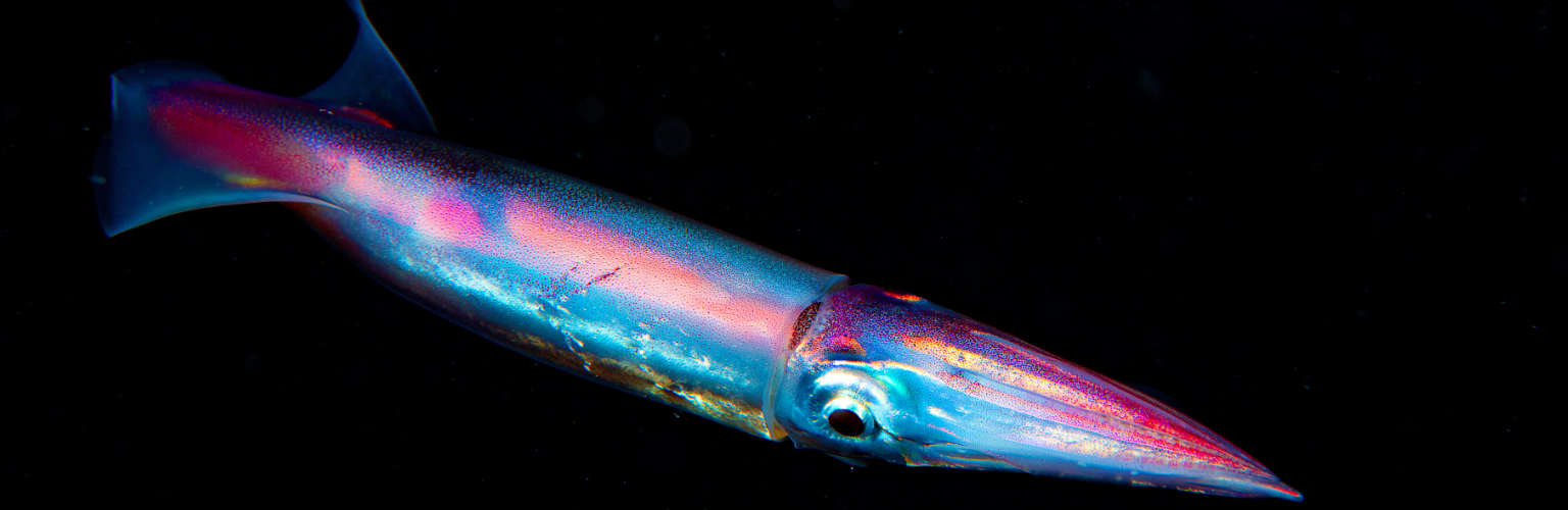 Macro fish shot from black water dive in Palau