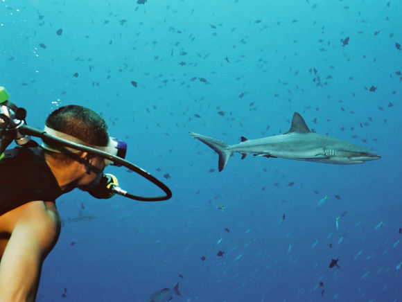 underwater image of a diver watching a shark at Blue Corner in Palau